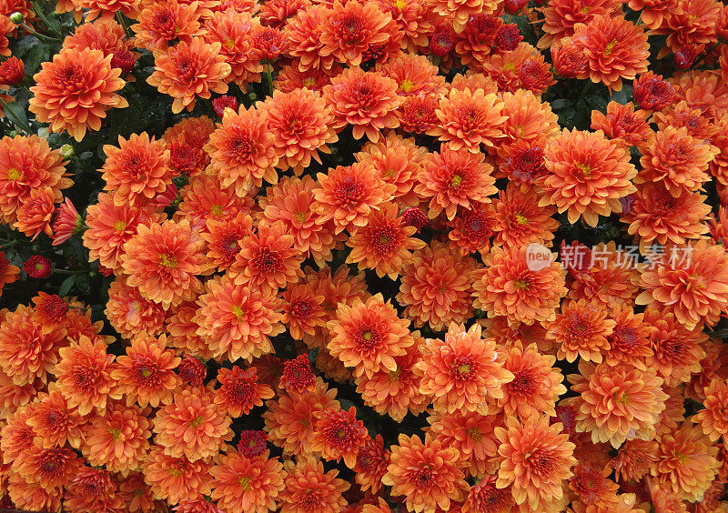 暗橙色菊花/菊花，盆栽植物